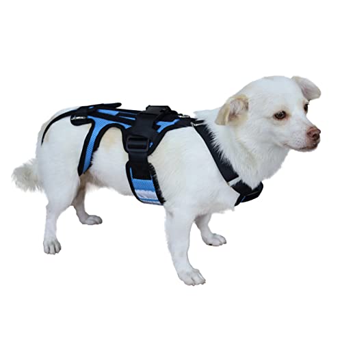 Dachshund Back Brace The 15 best products compared Wild Explained