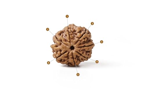 Image of Gemsmantra Energized 7 Mukhi Rudraksha Bead, Original Nepali Lab Certified, Natural Spiritual Accessory for Meditation and Spiritual Use for Men and Women (Medium Size)
