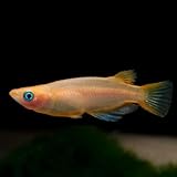 Swimming Creatures™ 6 Medaka Youkihi Ricefish (Pack of 6 Fish) - Aquarium Exotic Freshwater Live Fish