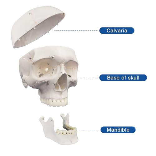 Image of an Upgraded Natural Large Skull Anatomy Model with Clear Numbers and Stitches for Medical Students Studying Human Anatomy