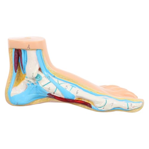 Modèle d'anatomie du pied pour écoles de santé et enseignement