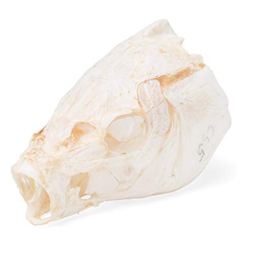 Image of 3B Scientific GmbH T30010 Carp Skull