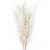  15 Stück natürliche getrocknete kleine Pampasgras, Reed Plume, Phragmites Communis, Hochzeit Blumenstrauß, 20 Zoll groß Wohnkultur(White)
