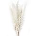 Produktbild 15 Stück natürliche getrocknete kleine Pampasgras, Reed Plume, Phragmites Communis, Hochzeit Blumenstrauß, 20 Zoll groß Wohnkultur(White)