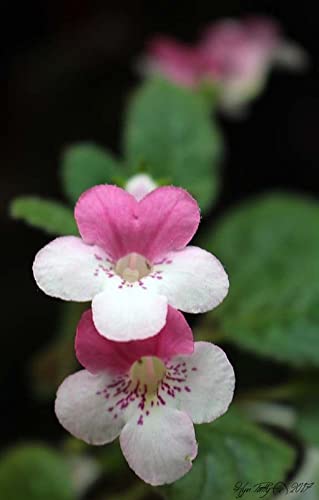 See full amazon price history chart for Radha Krishna Agriculture® Flower Bulbs Achimenes Summer Flower Bulbs for Basket Flower, Pot and Home & Garden | (5 Bulbs Mix Color) Radha Krishna Agriculture® Flower Bulbs Achimenes Summer Flower Bulbs for Basket Flower, Pot and Home & Garden | (5 Bulbs Mix Color) (B09Q3GC5QV) Amazon Price History, Amazon Price Tracker