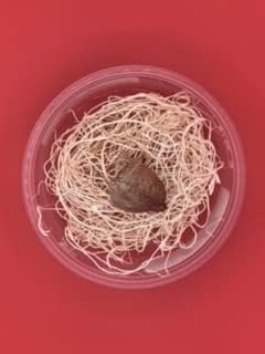 Praying Mantis 5 Egg Cases 500 - 2,000 Babies + Hirt's Hatching Habitat