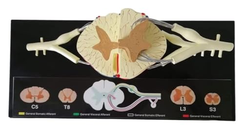 Modèle nerf spinal avec 31 paires de nerfs et corde sur base de support