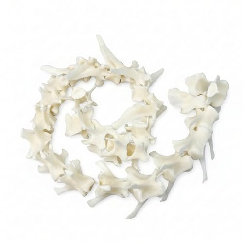 Image of Taxidermy Real Fox Spine Decor - Model Animals Bones Specimen, Taxidermy Supplies for Science Education, Collection (Fox Spine)