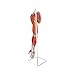 Axis Scientific Muscular Arm Anatomy Model, 8-Part Numbered Life-Size Arm Model Shows Muscles of The Shoulder, Arm, and Hand, Includes Stand, Detailed User Manual