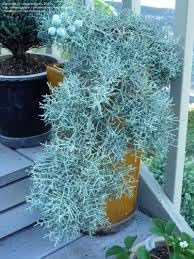 Blue Ice Arizona Cypress Tree – Live Evergreen Tree | Silvery Blue Foliage, Fast-Growing Privacy Screen or Windbreak | Drought Tolerant, Cold Hardy (Single Plant, 1 Gallon Plant)