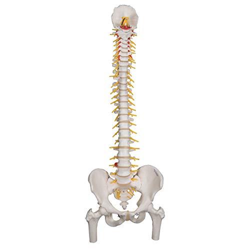 Image of 3B Scientific A58 /6 Deluxe Flexible Spine Model with Femur Heads, 32.7 inch Height