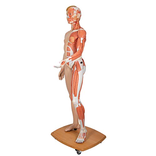 Image of 3B Scientific B53 3B Scientific Life-Size Dual sex Europ. musc. fig. 39-part - 3B Smart Anatomy