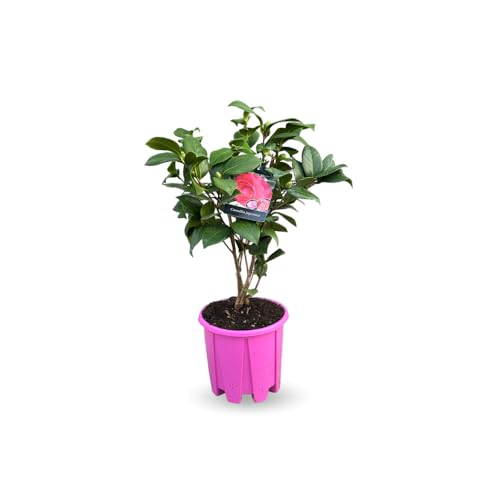 Attitude Jardin - Camellia japonica rose - plante fleurie - 50-60 cm - ⌀ 21 cm - plante d'extérieur
