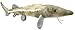 Peluche esturgeon 38 cm - Poisson - Animaux rivières - Aquatiques - Doudou Enfant - pêcheur