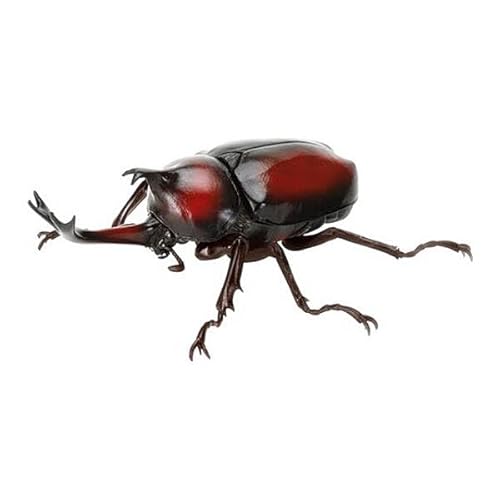 【ヤマトカブトムシ（赤褐色・新色）】いきもの大図鑑 かぶとむし09のサムネイル