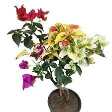 G0 GREEN Multigrafted Bougainvillea thailand variety Live Plant | Healthy Flower Plant 4-5 Colour for Home Garden Plant in Grow Bag, Plant Height 2 feet to 2.5 feet. (B0D2P8QDL2) Amazon Price History, Amazon Price Tracker