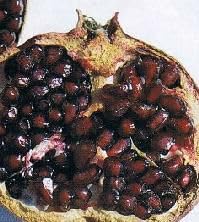 Amazon.co.jp: ペルシャブラック （ペルシャザクロ） 《果樹苗》 黒実