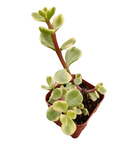 FOLIAGEMS Live Cactus Succulent Plants from USKC (2'Pot Portulacaria Afra Variegata)