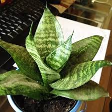 Kanak Nursery- Air Purifier Snake Plant Live Plant With Pot (B08HZ77QS1) Amazon Price History, Amazon Price Tracker