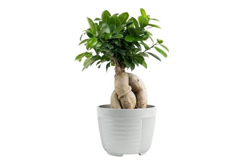 Costa Farms Bonsai Miniature Tree Live Plant in Decorative Pot, Indoor Houseplant, Perfect for Home...