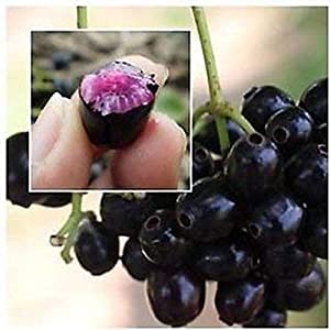 See full amazon price history chart for CosaCentum BLACK JAMUN GRAFTED THAI VARIETY HYBRID LIVE PLANTS| FRESH & HEALTHY LIVE PLANTS CosaCentum BLACK JAMUN GRAFTED THAI VARIETY HYBRID LIVE PLANTS| FRESH & HEALTHY LIVE PLANTS (B0BPJ34368) Amazon Price History, Amazon Price Tracker