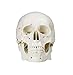 Vision Scientific VAL221 Medical Numbered Human Skull-3 Part | Life Size | from Real Human Skull, Detail Hand Painted Numbering | Sectioned Skullcap | Suture Lines & Full Dentition | Labelled Diagram