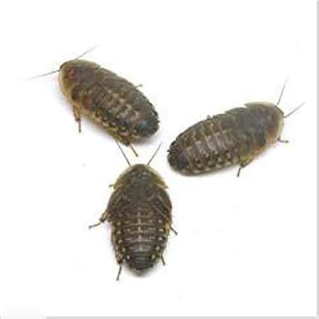 Amazon デュビア 約 30mm 100匹 ガットローディング済 東京プロスパーインターナショナルがお送りさせて頂きます プロスパーインターナショナル フード 通販