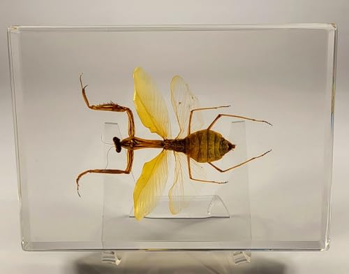 Image of Huge 6.9 inch Real Praying Mantis w /Open Wings in Crystal Clear Lucite Resin Specimen Preserved Animal Insect Bug Taxidermy Collection for Biology Science Education & Desk Ornament Display Paperweight