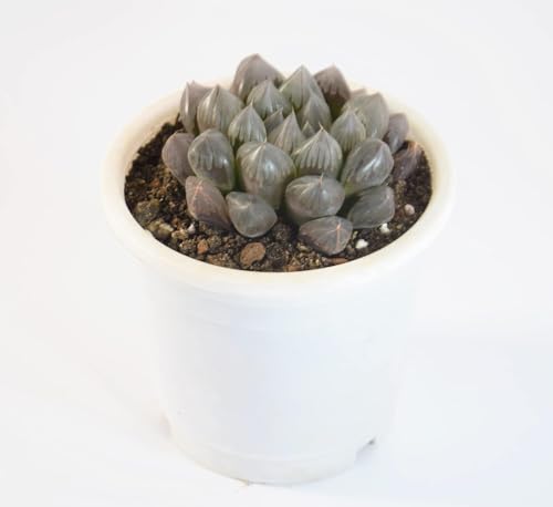 Image of Haworthia Cooperi Live Succulent Plant with Pot | Rare Transparent-Leaf Succulent | Low-Maintenance Indoor Desk Plant for Home & Office Decor | Fresh Healthy Live Plant