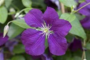 Clematis viticella \'Etoile Violette\' Waldrebe Kletterpflanze im Topf gewachsen (60-100cm)