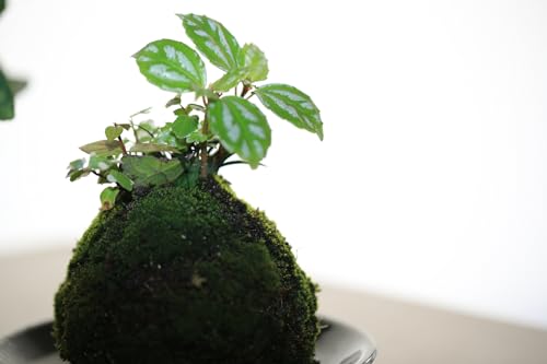 【華みやび】苔玉キット: 初心者でも簡単、苔(ハイゴケ)・苔玉専用土・糸・手袋全て入ります!