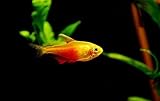 10 Von Rio Flame Tetra – Hardy Schooling Fish for Community Aquariums – Freshwater Aquarium Fish Live Arrival Guarantee.