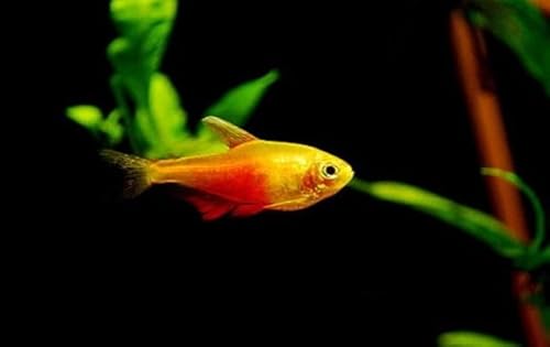 10 Von Rio Flame Tetra – Hardy Schooling Fish for Community Aquariums – Freshwater Aquarium Fish Live Arrival Guarantee.
