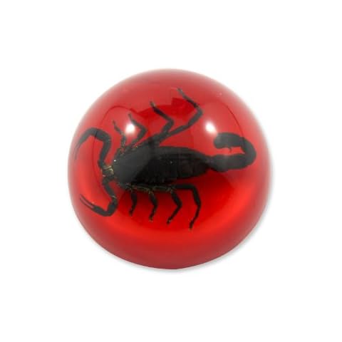 REALBUG 1.9" Black Scorpion Dome Paperweight Red Cover