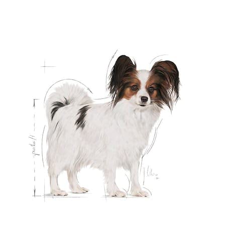 Royal Canin X-Small Adult | Doppelpack | 2 x 500 g | Trockenfutter für ausgewachsene sehr kleine Hunde | Für Hunde bis 4 kg | Ab dem 10 Lebensmonat | Zur Unterstützung des Darms