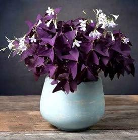 Oxalis Triangularis - Purple Shamrock Bulbs - Easy to Care of - Best Potted Plants Bulbs (10)