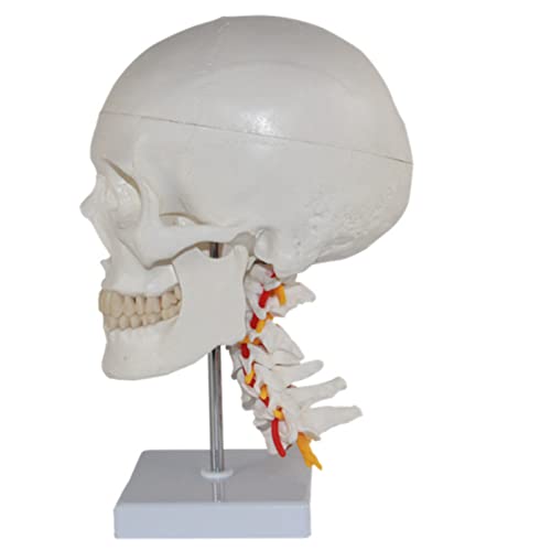 Modèle de corps humain crâne anatomique médical vertèbres cervicales - 5