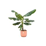 Plantenboetiek.nl