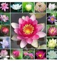 5 Mixed Colored Lotus Seeds Lotus Seeds