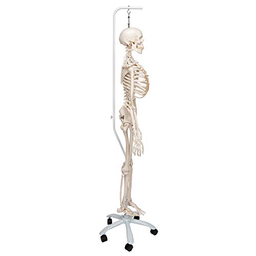 Image of 3B Scientific A15 /3S Physiological skeleton functional skeleton /flexible - 3B Smart Anatomy