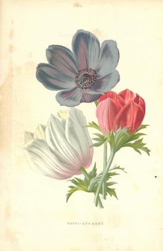 Toile classique de coquelicot par Hulme - Tableau moderne abstrait pour chambre 60x90cm