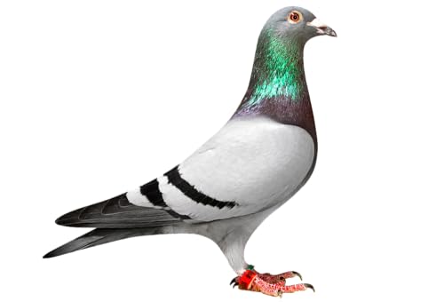 4-in-1 Health Supplement Tablets for Pigeons and All Birds, 100 Tablets - Image 2