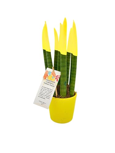I GIARDINI DI GIULIA - Sansevieria punta di velluto in vaso di ceramica colorato diametro 12 cm. altezza 35 cm, pianta vera. (Giallo)