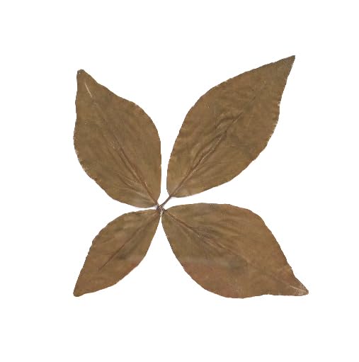 Sacred Bel Patra Dried Leaves, Religious Worship Item, 4 Leaf Design-image-46