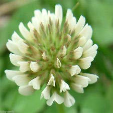 SeedRanch White Dutch Clover Seed: Nitro-Coated & Inoculated - 5 lbs.