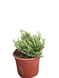 Planta de Tomillo Natural – Planta Aromática y Ornamental en maceta