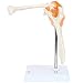 Axis Scientific Human Skeletal Shoulder Anatomy Model with Functional Ligaments, Realistic Design, Includes Base for Display and Study, Detailed Product Manual
