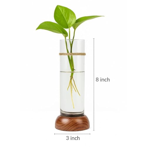 Mintoli Wooden & Glass Hydro Planter 20cm BloomHaus HydroTube Cylinder - Image 5