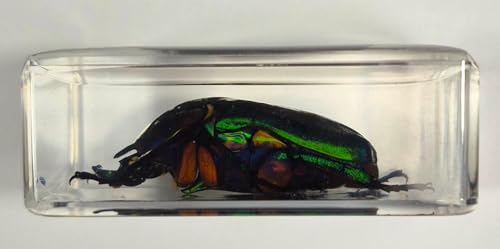 Image of 44mm Real Unicorn Green Rose Chafer Beetle in Crystal Clear Lucite Resin Specimen St. Patrick's Day Color Preserved Trigonophorus Insect Bug Taxidermy Collection Biology Science Education Desk Display