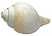 Spiritual Large Original Loud Blowing Shankh|Conch Blowing Shank- Shank for Pooja and Havan- Weight- 400g Approx., Size - L- 6 inches,Diameter-9.5 inches - Quality